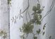 Тюль батист, колекція "Flora" колір білий з оливково-коричневим принтом 1531т Фото 4